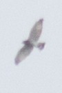 Broad-winged Hawk - ML34866961