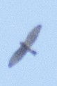 Broad-winged Hawk - ML34866971
