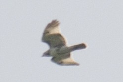 Red-tailed Hawk - ML34866981