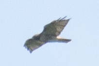 Red-tailed Hawk - ML34867061