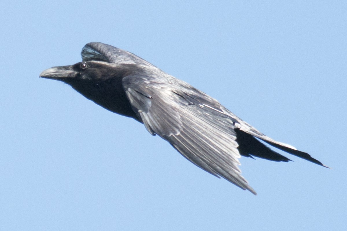 Common Raven - ML34867211