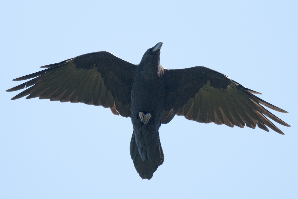 Common Raven - ML34867281