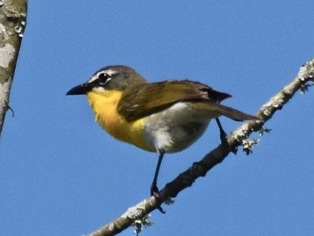 Yellow-breasted Chat - ML348673301