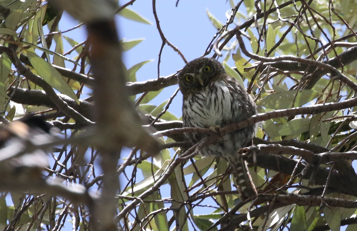 Northern Pygmy-Owl - ML348676201