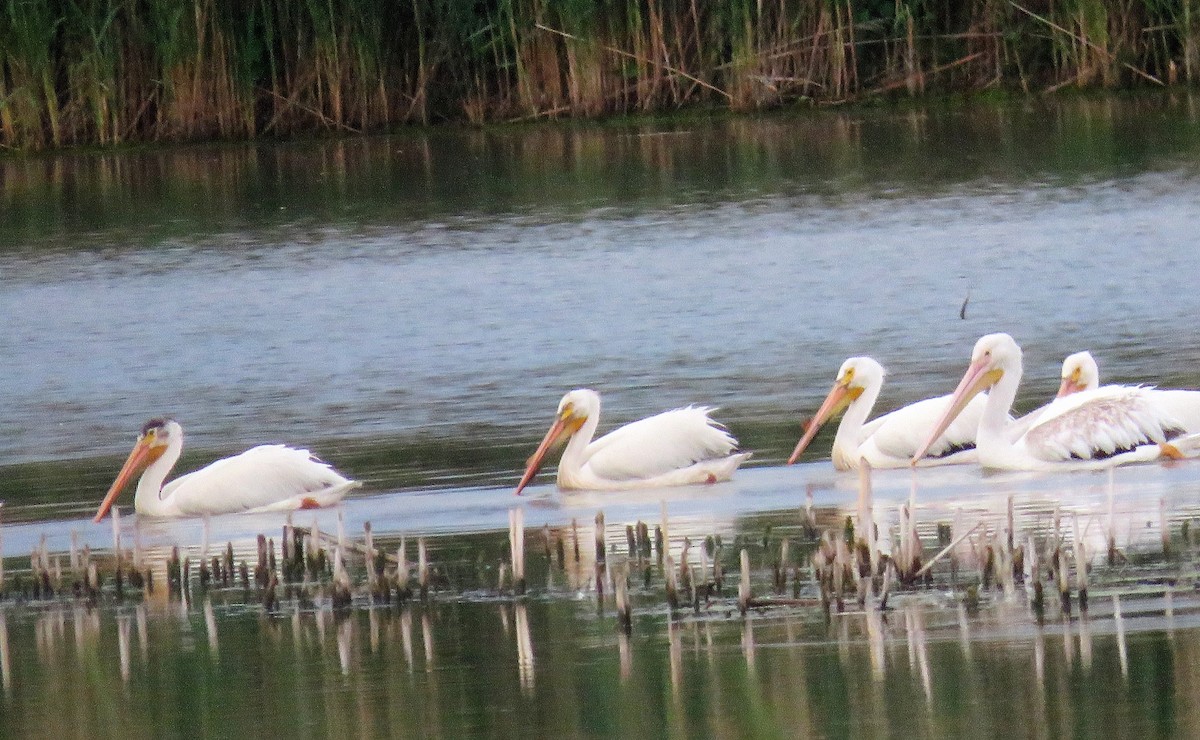 American White Pelican - Amy Didion