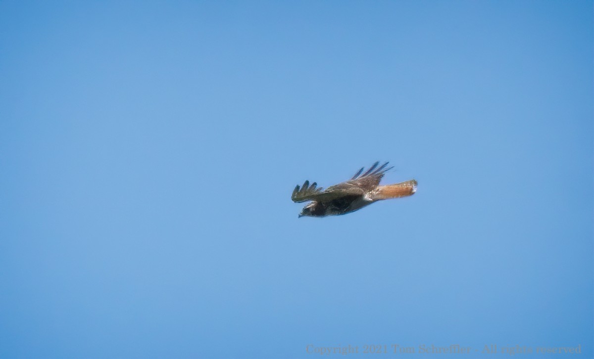 Red-tailed Hawk - Mass Audubon North Shore