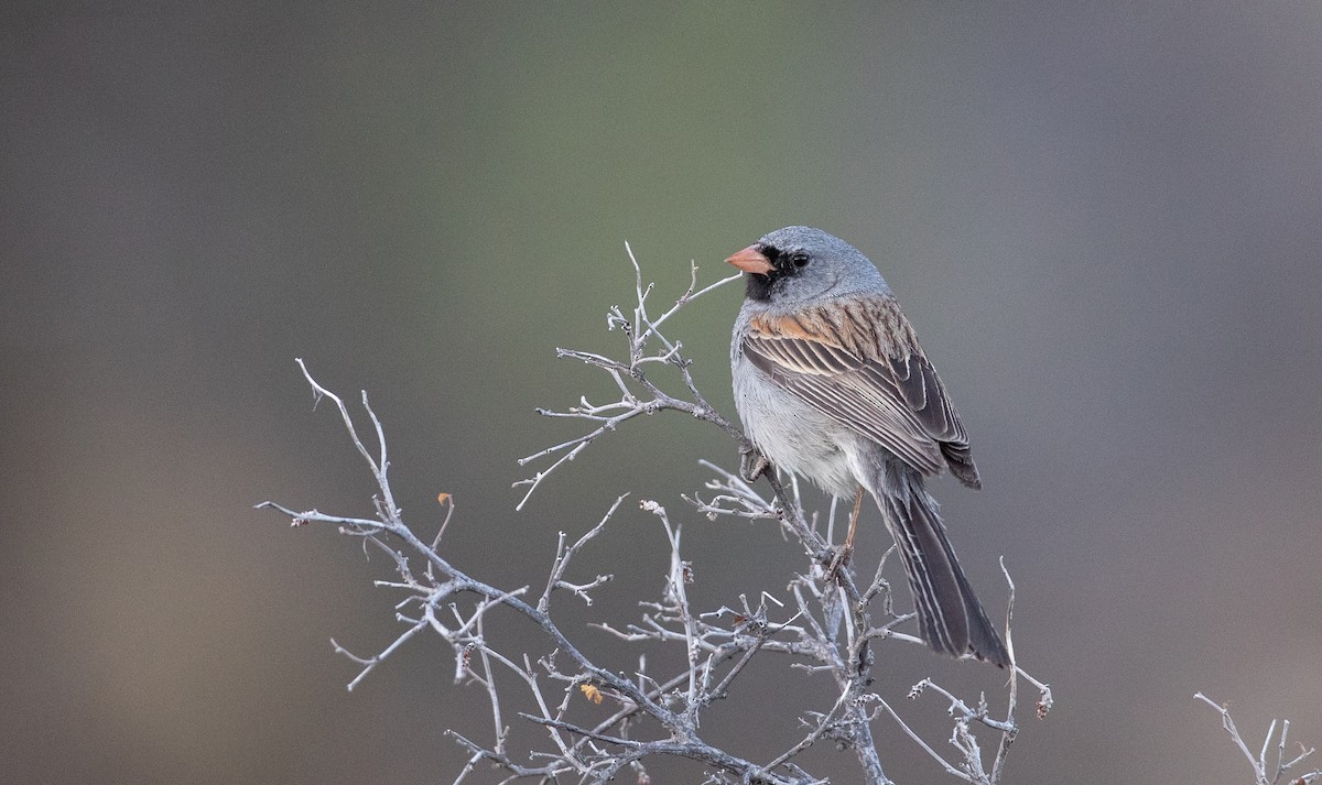 Black-chinned Sparrow - Ian Davies