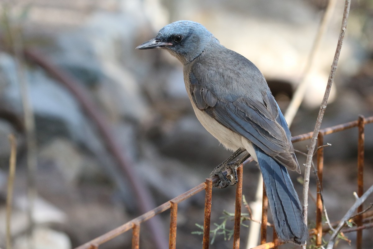 Mexican Jay - ML348684881