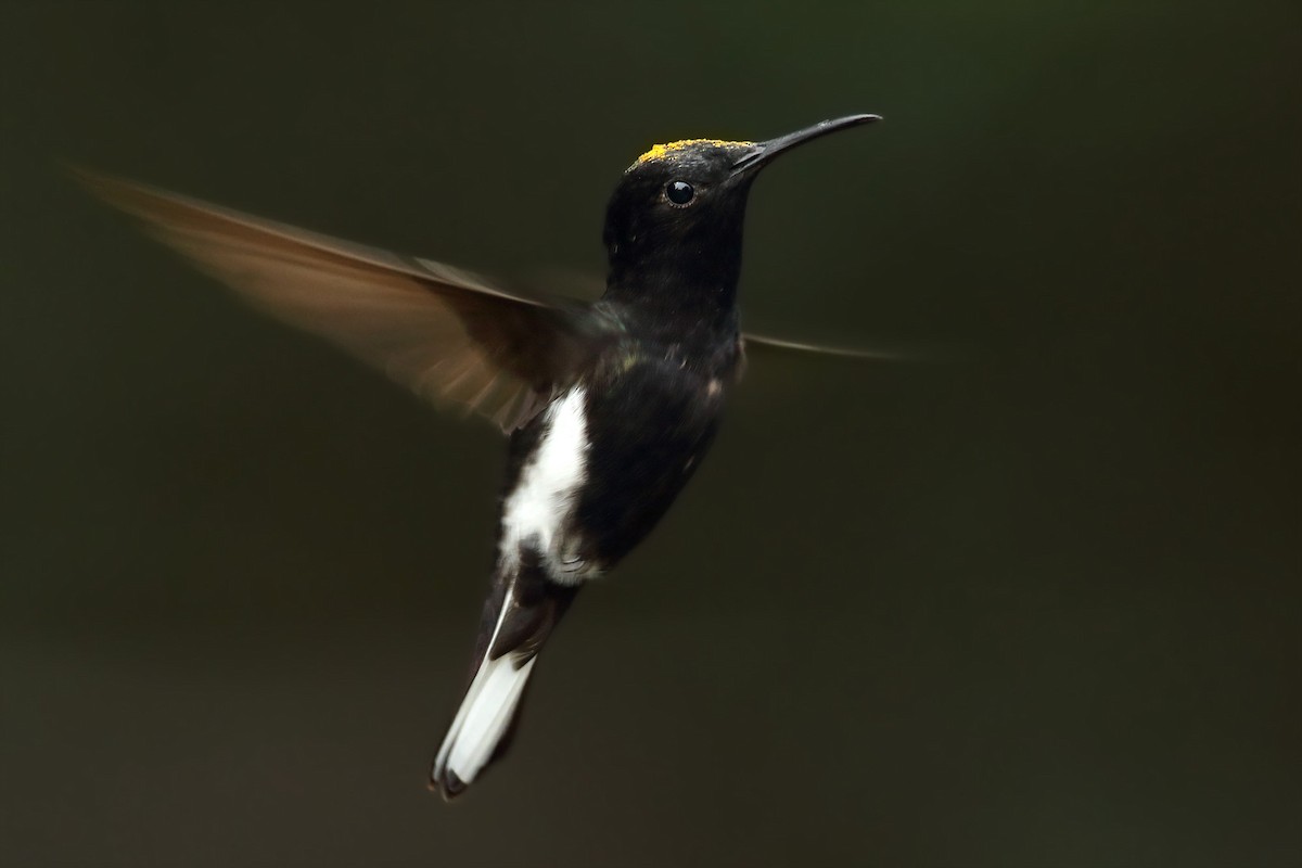 kolibřík černobílý - ML348684961