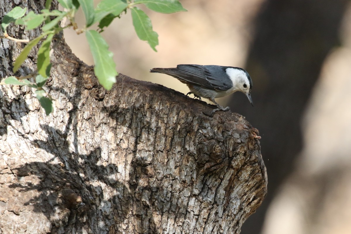 White-breasted Nuthatch - ML348685941