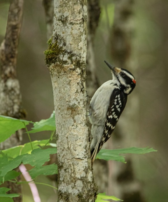 Downy/Hairy Woodpecker - karen burgess