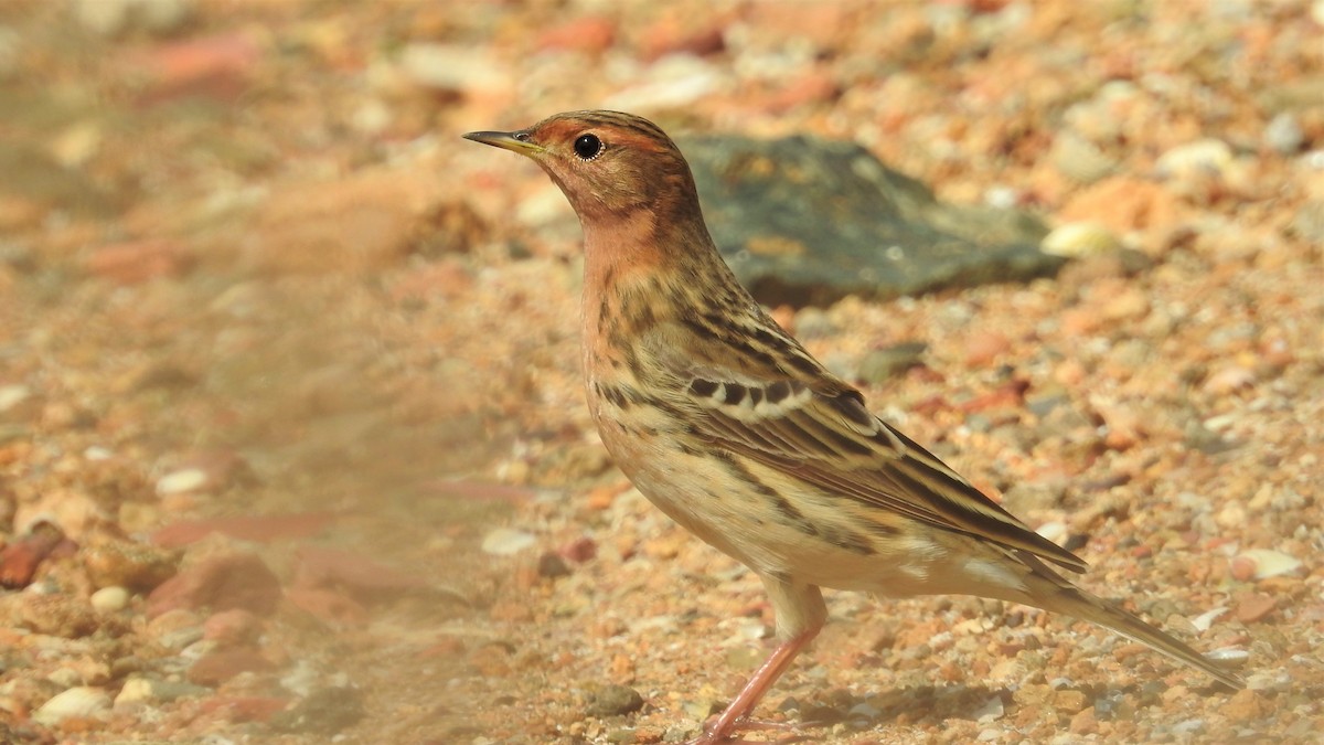 Red-throated Pipit - ML348687531