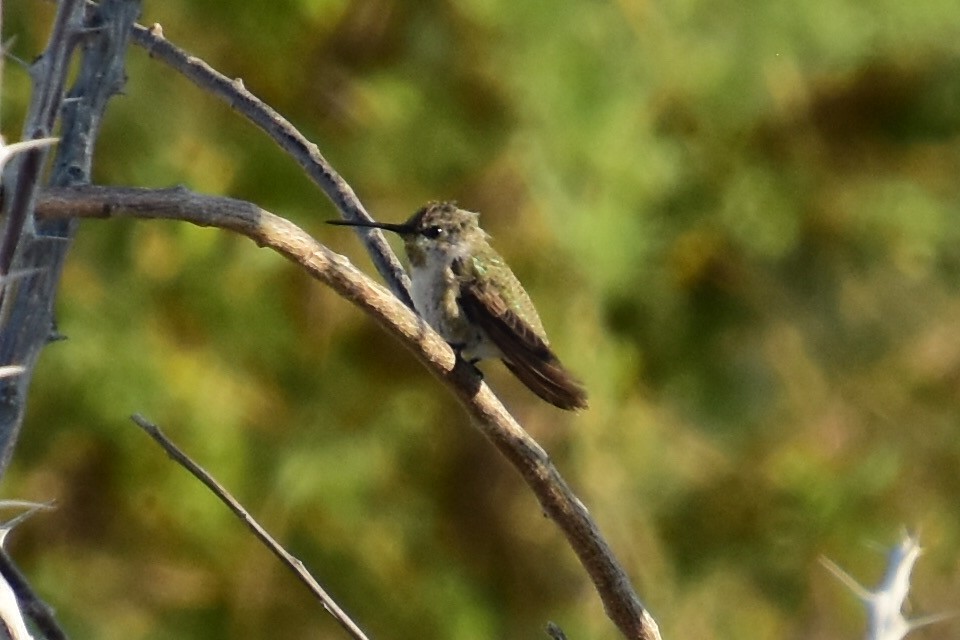 Costa's Hummingbird - ML348690411