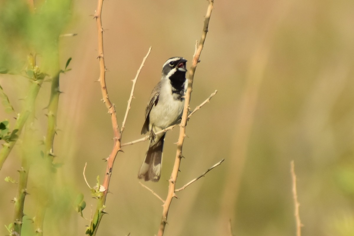 Black-throated Sparrow - ML348690521