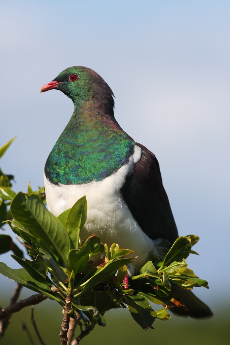 New Zealand Pigeon - David Bradley