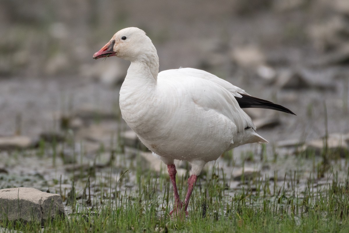 Snow x Ross's Goose (hybrid) - David Turgeon