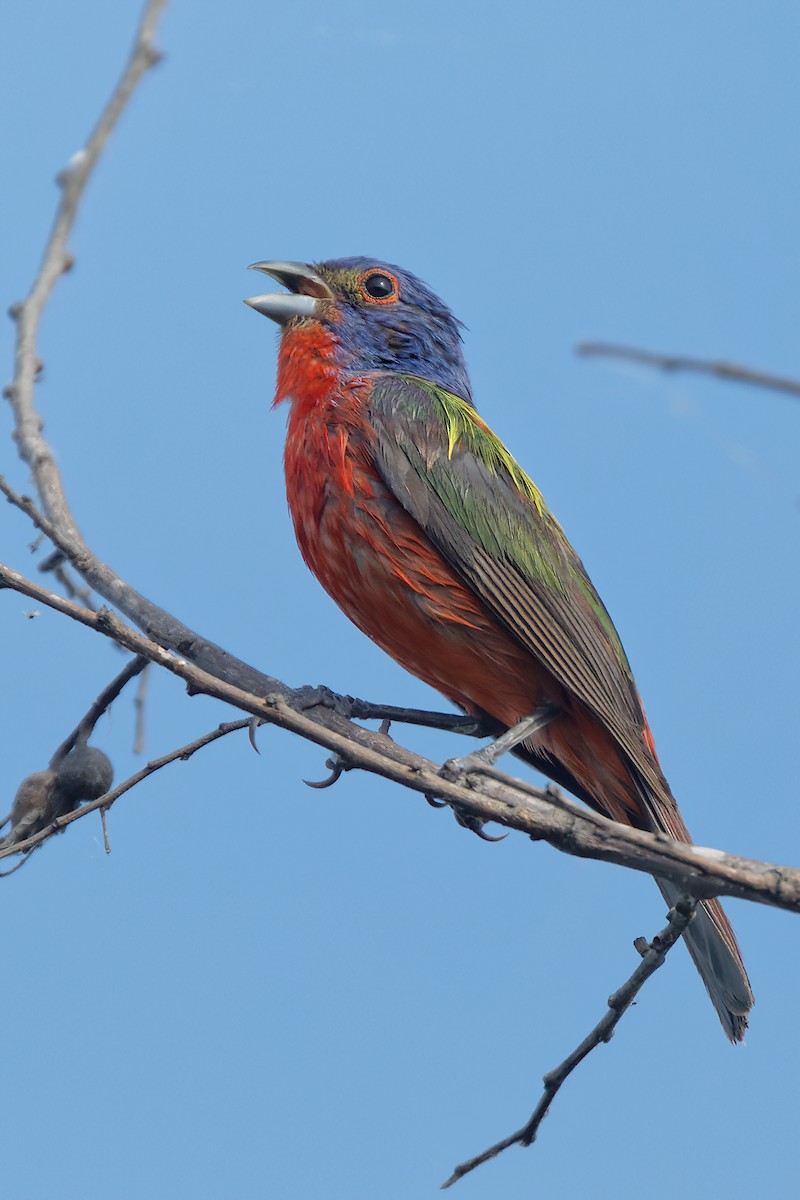 Painted Bunting - ML348696201