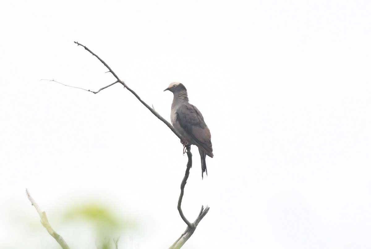 White-crowned Pigeon - ML348696861