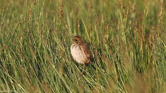 Saltmarsh Sparrow - ML348698281