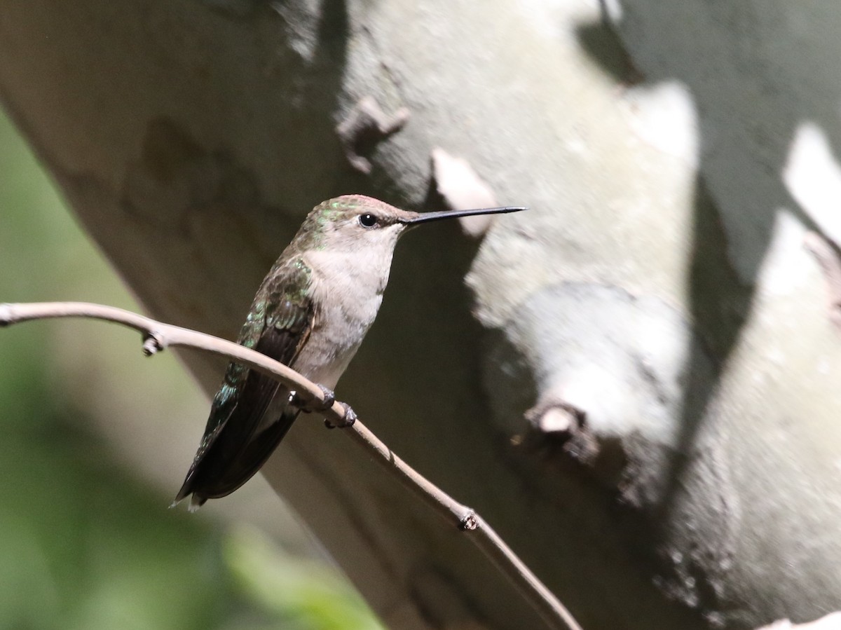 Black-chinned Hummingbird - ML348705671