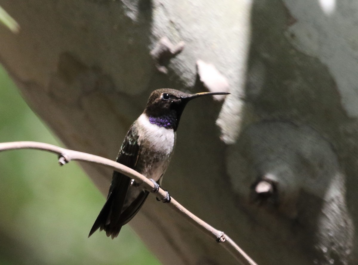 Black-chinned Hummingbird - ML348705891