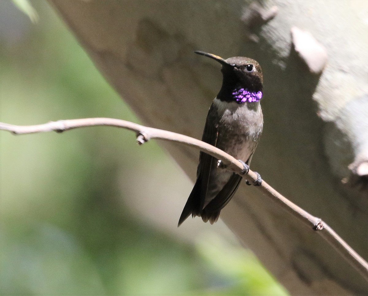 Black-chinned Hummingbird - ML348706551