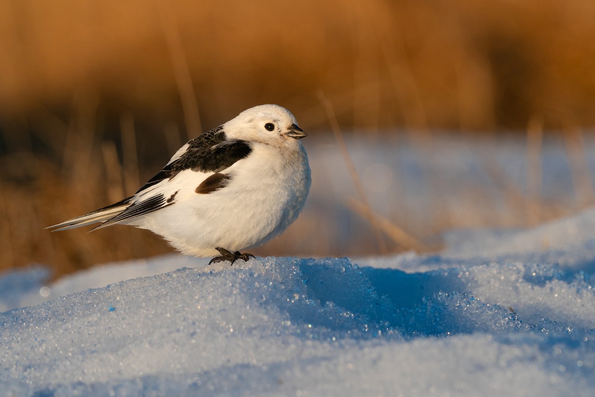 Snow Bunting - Phil Chaon