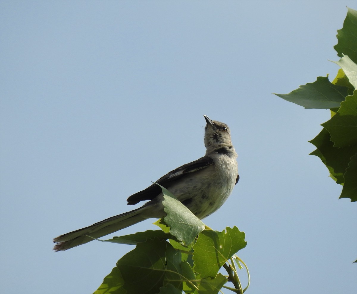 Northern Mockingbird - Shannon Young