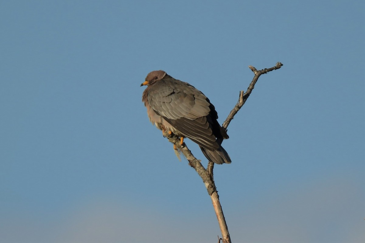 Band-tailed Pigeon - Kelly Kirkpatrick