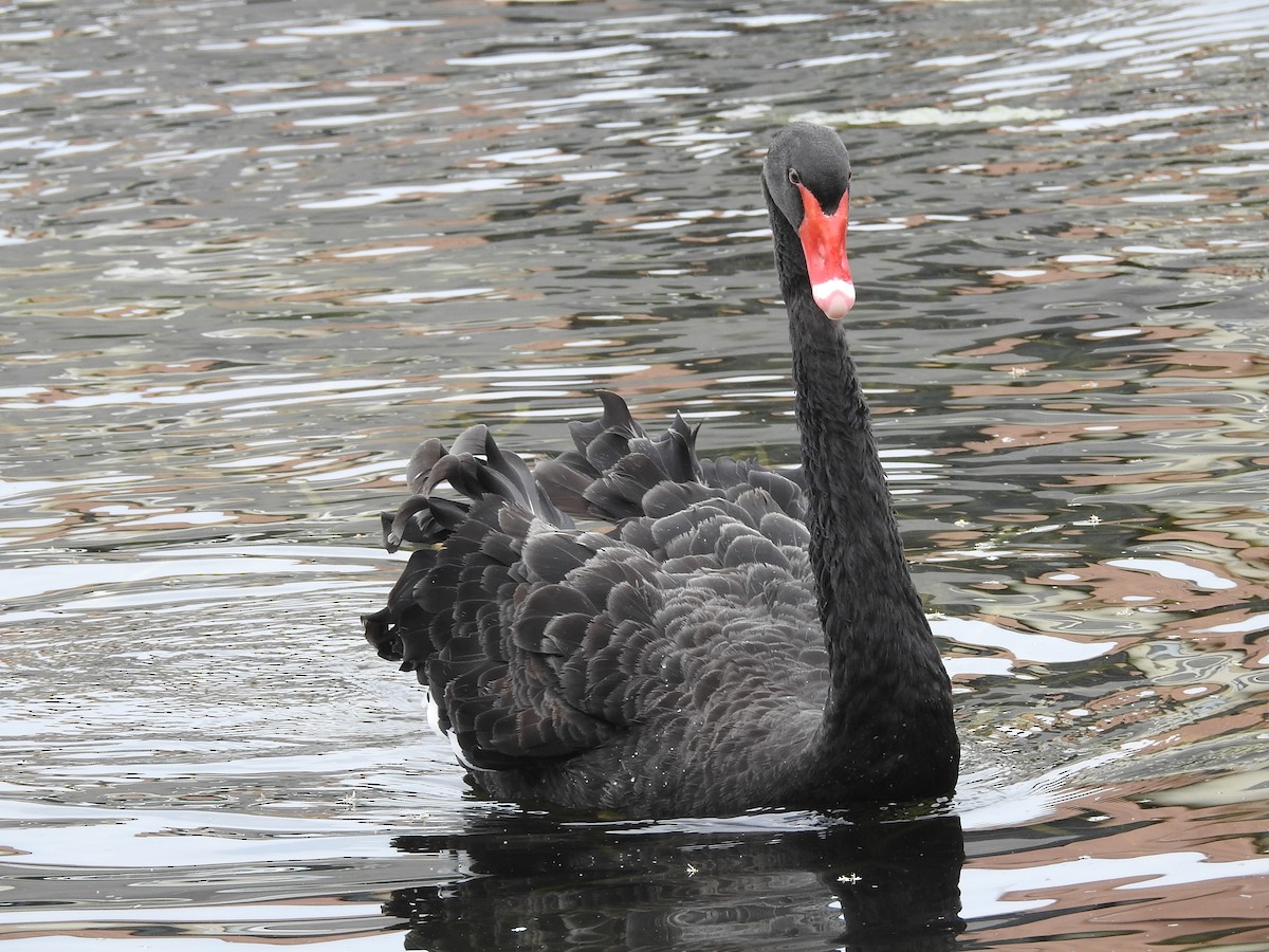 Black Swan - ML348711311