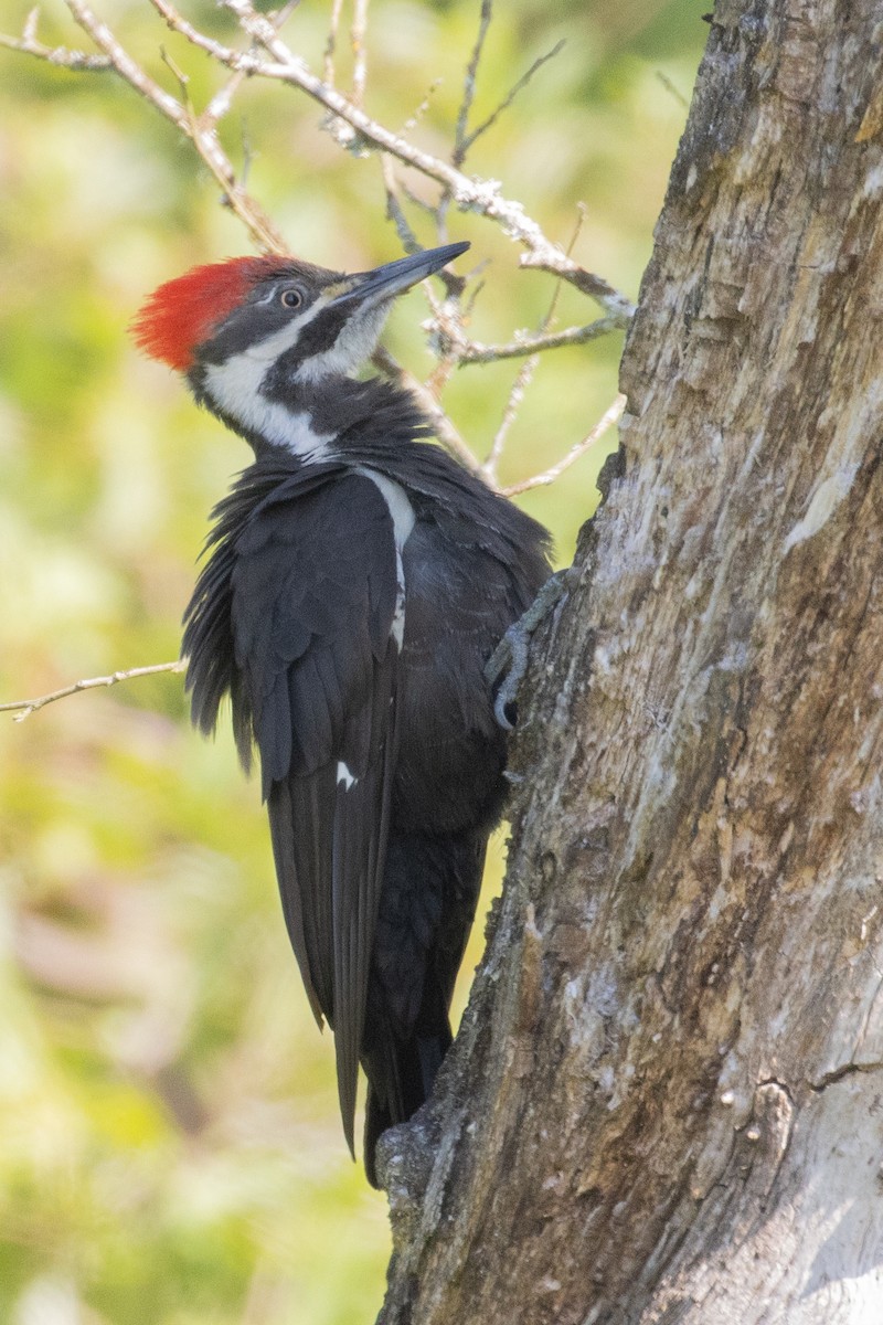 Pileated Woodpecker - Colin Clasen