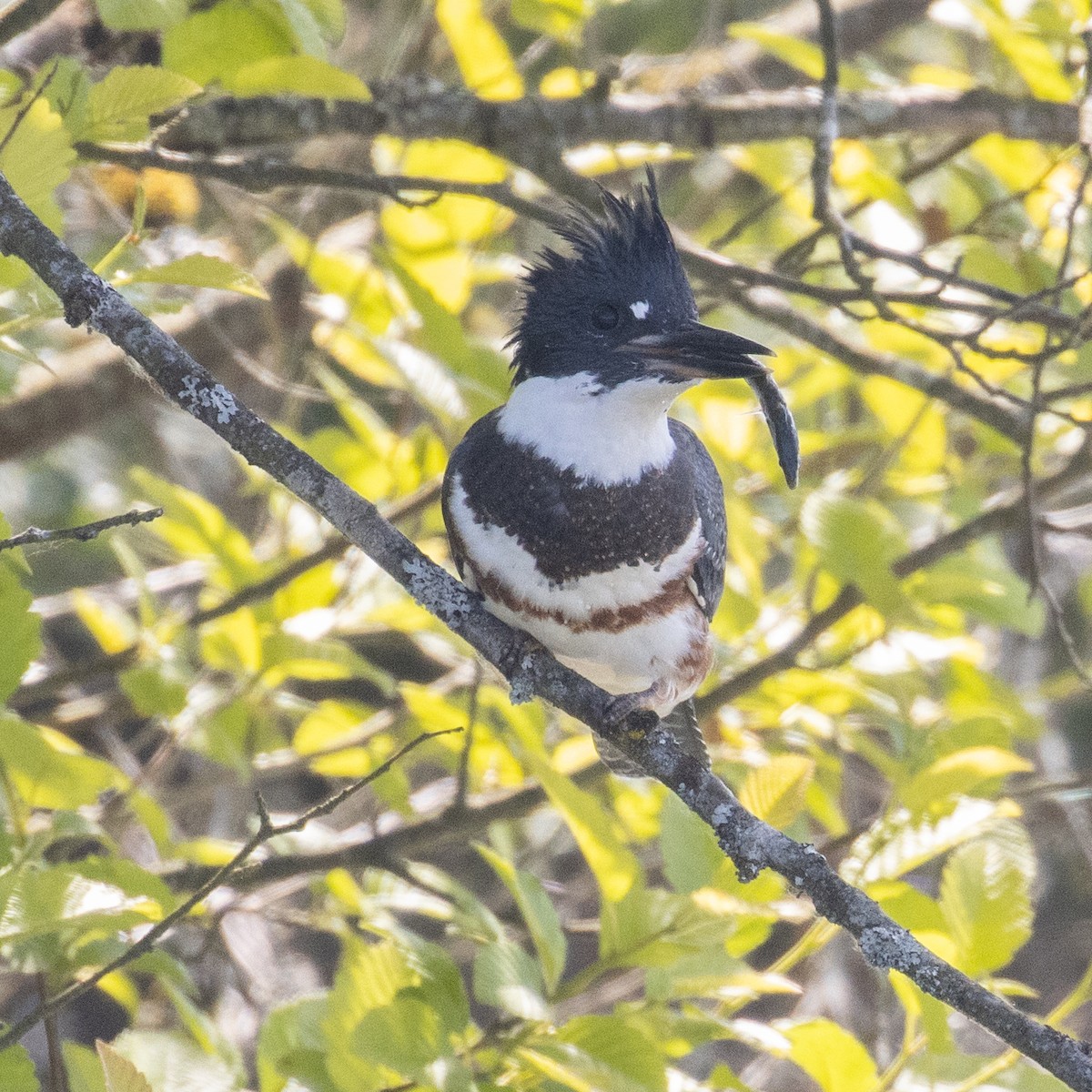 Belted Kingfisher - ML348713211