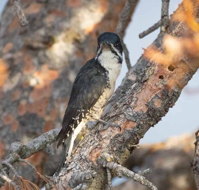 Black-backed Woodpecker - ML348714201