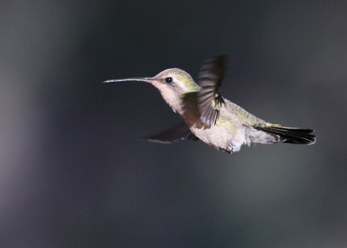 Broad-billed Hummingbird - ML348714311