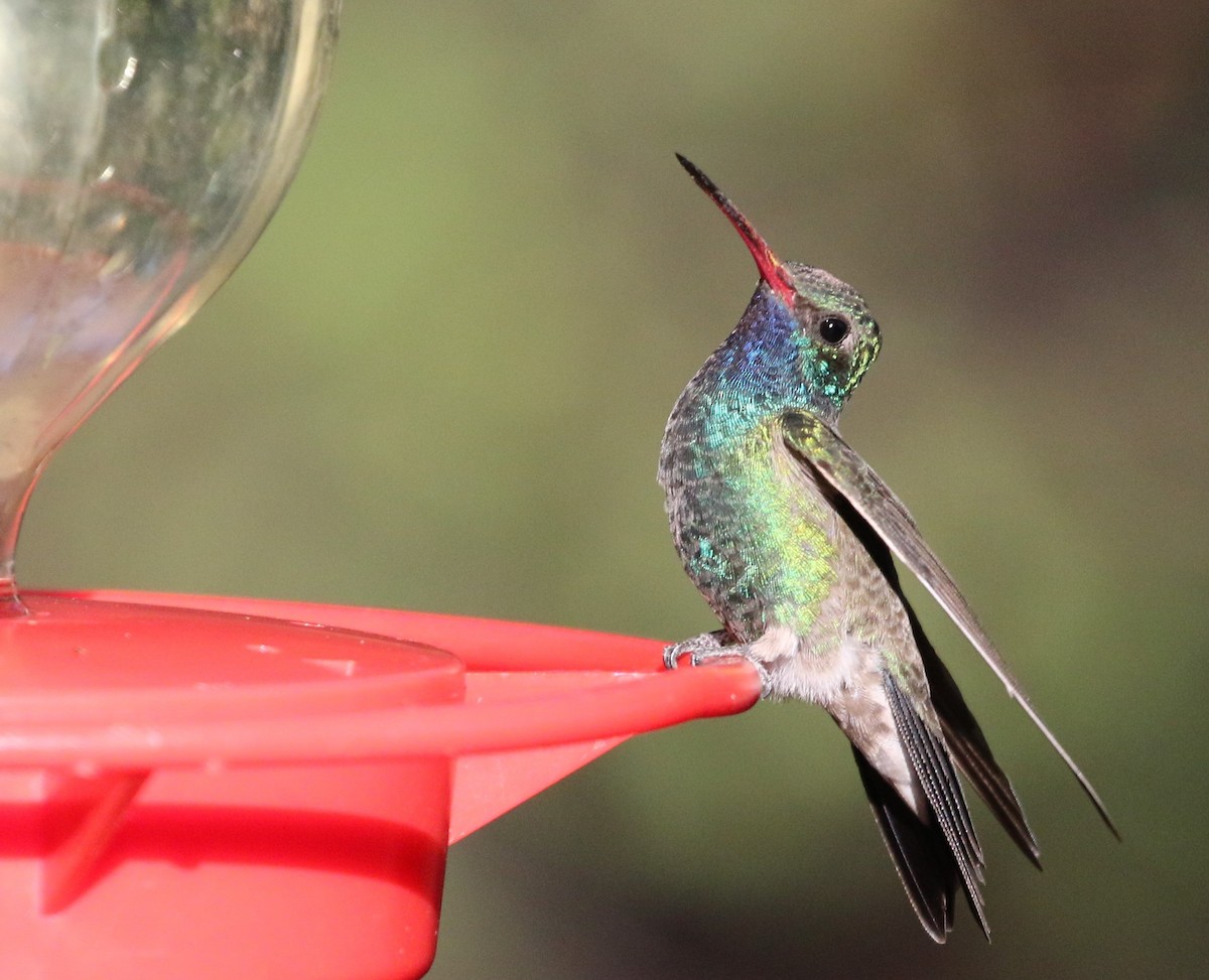Broad-billed Hummingbird - ML348714571