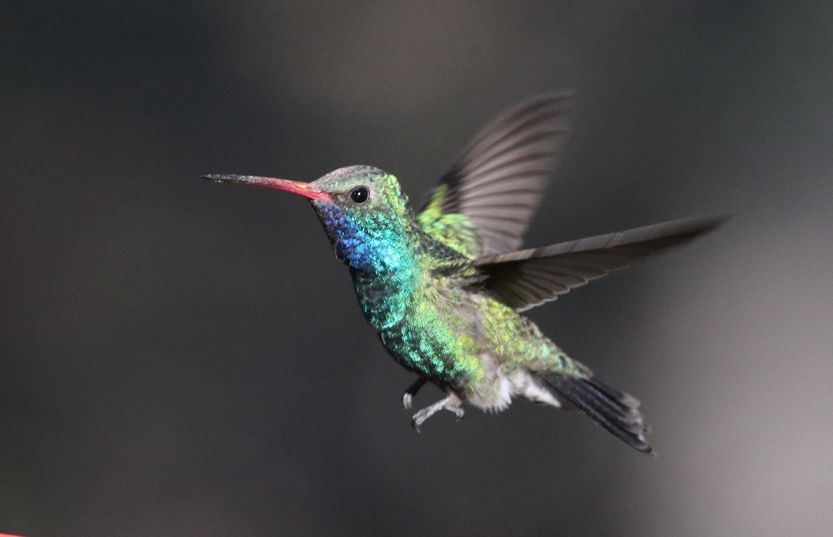 Broad-billed Hummingbird - Melinda  Berger