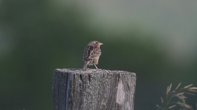 Grasshopper Sparrow - ML348716281