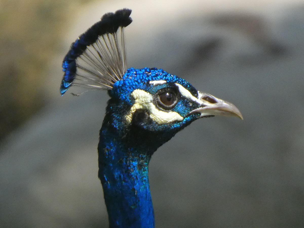 Indian Peafowl (Domestic type) - ML348716831