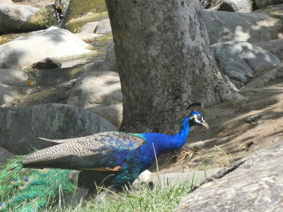 Indian Peafowl (Domestic type) - ML348716871
