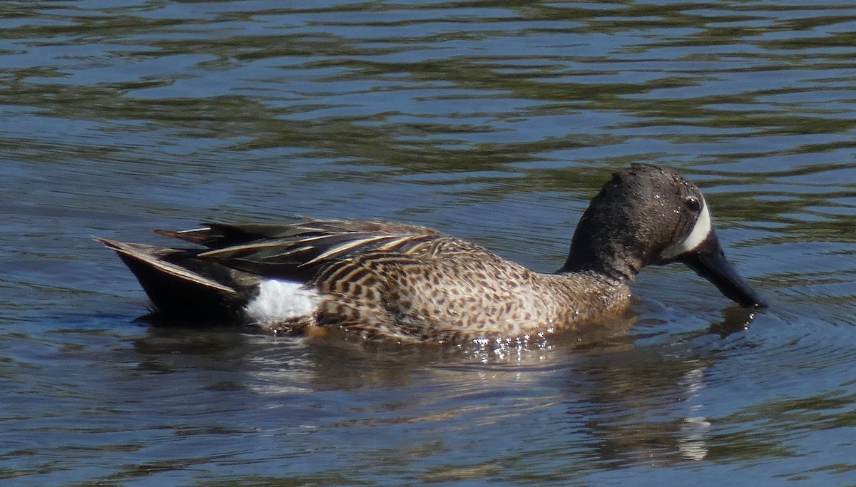 Blue-winged Teal - ML348719801
