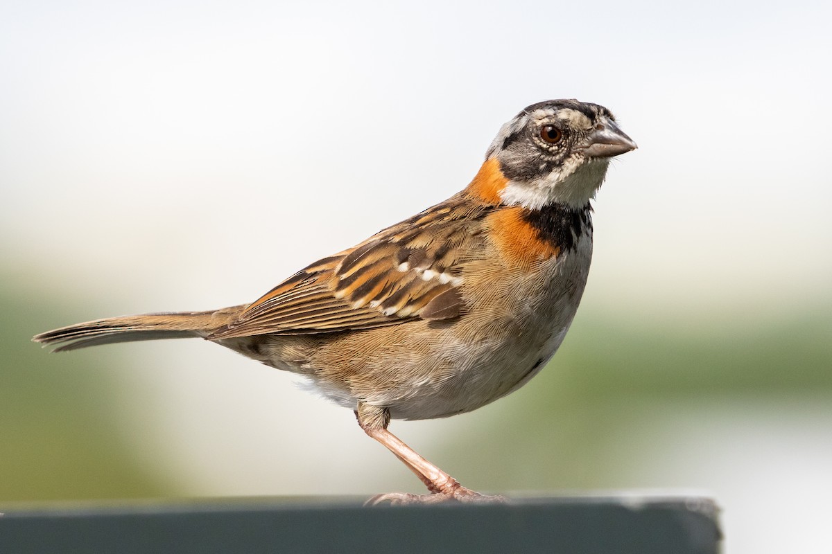 Rufous-collared Sparrow - ML348724471