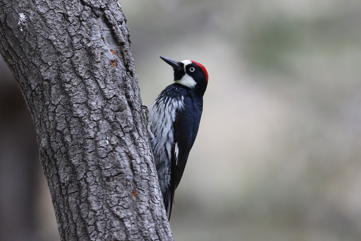 Acorn Woodpecker - ML348725501