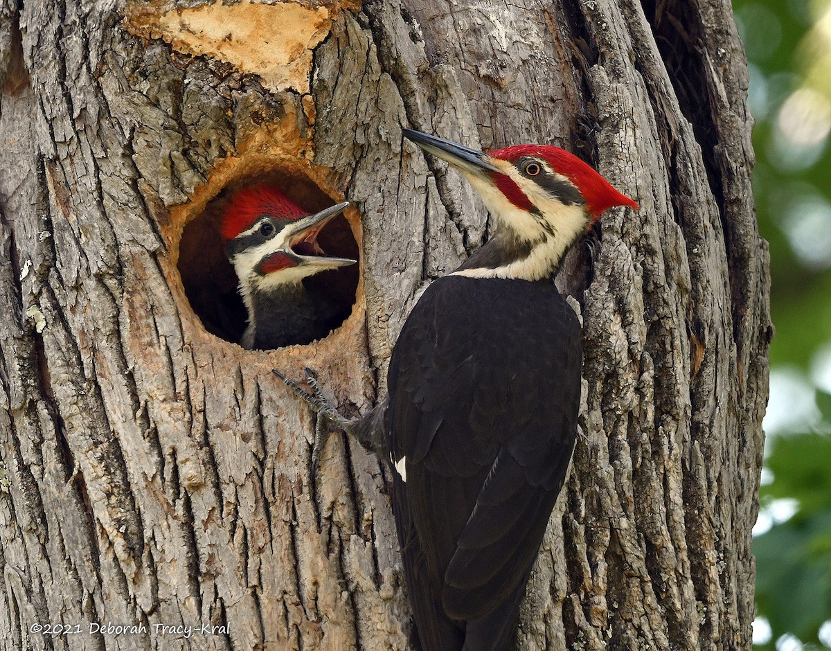 Pileated Woodpecker - Deborah Kral