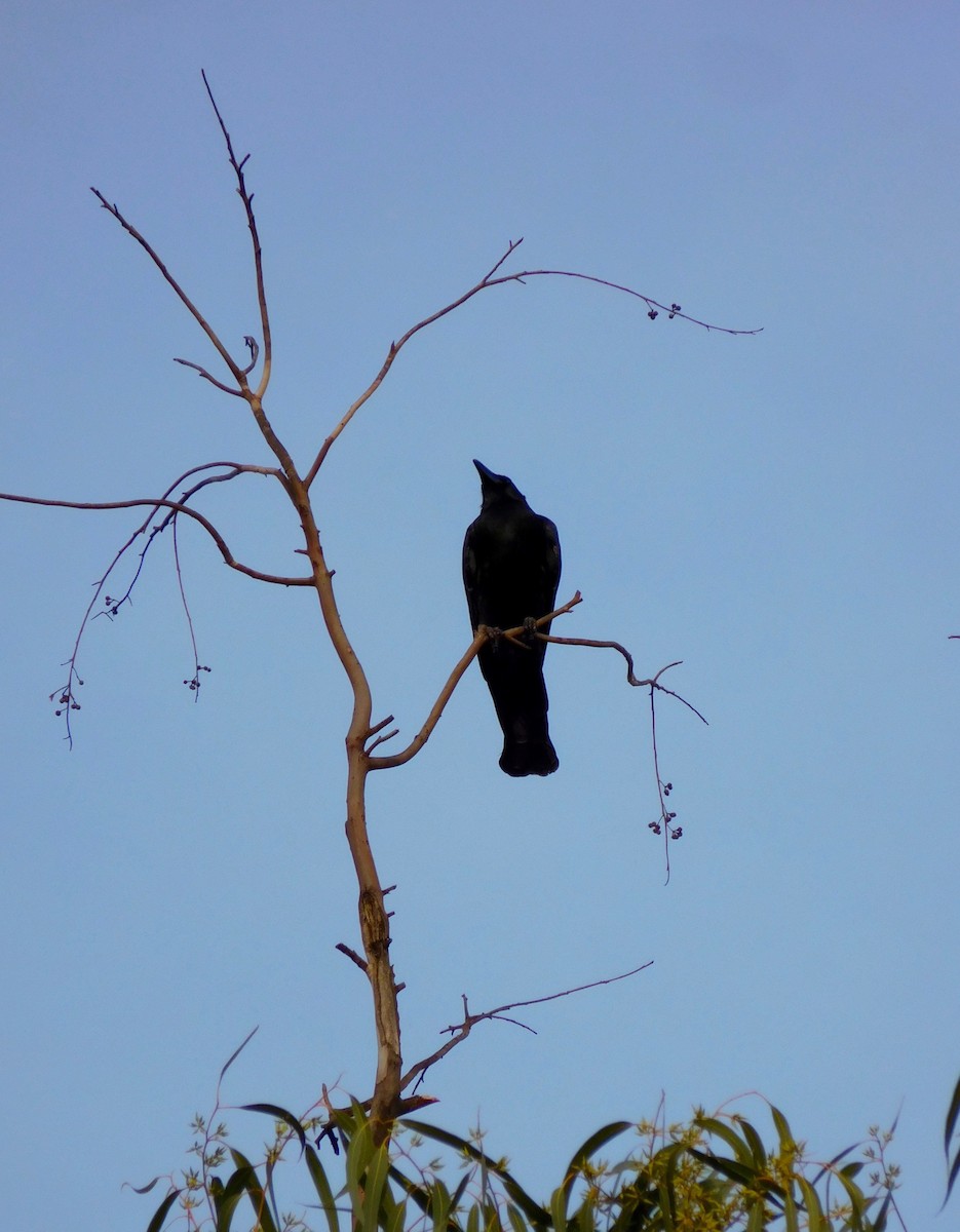 Large-billed Crow - Tanya Seshadri