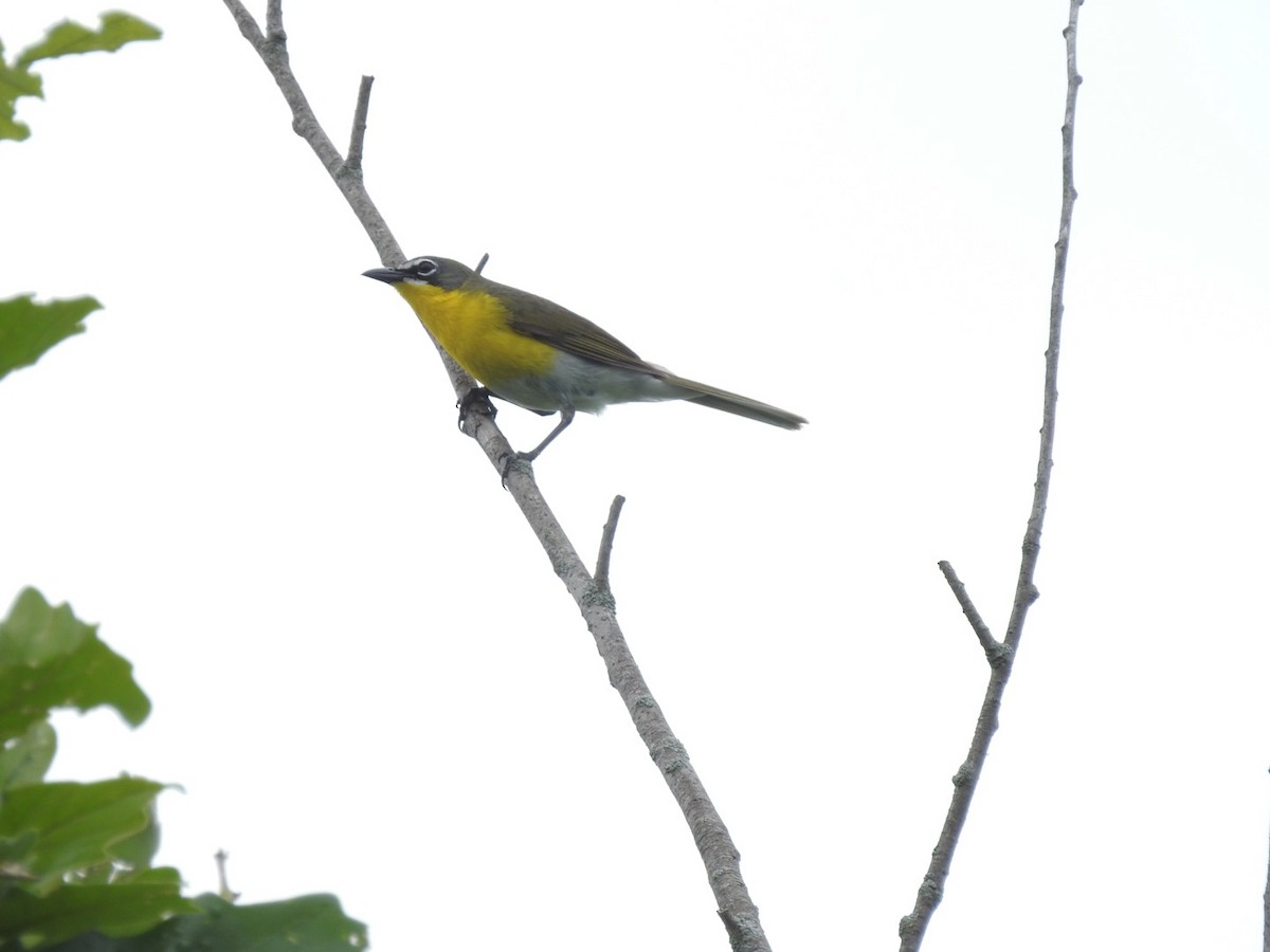 Yellow-breasted Chat - ML348742781