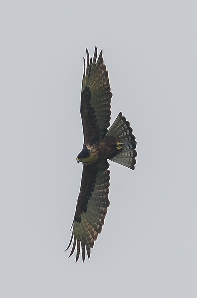 Rufous-bellied Eagle - Nikolaj Mølgaard Thomsen