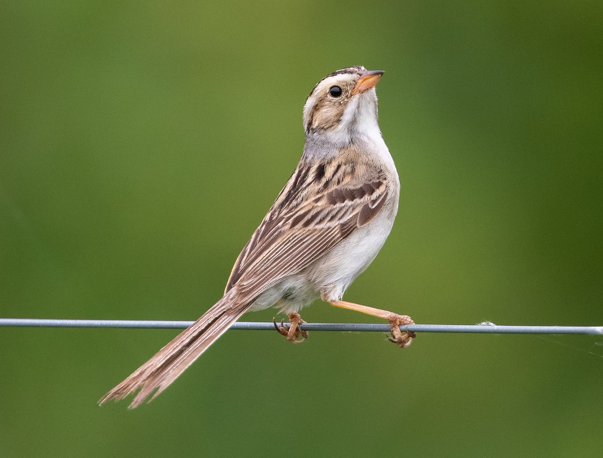 Clay-colored Sparrow - ML348750211