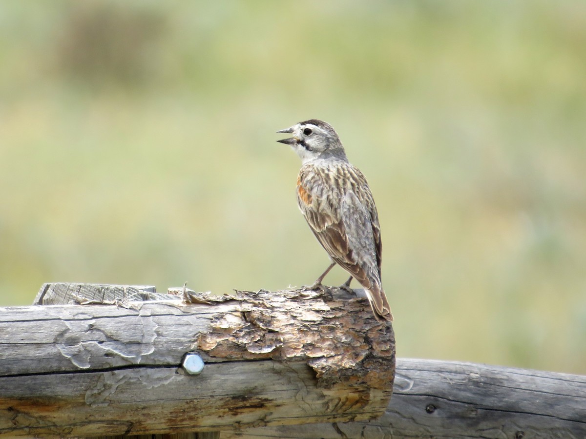 Thick-billed Longspur - ML348751481