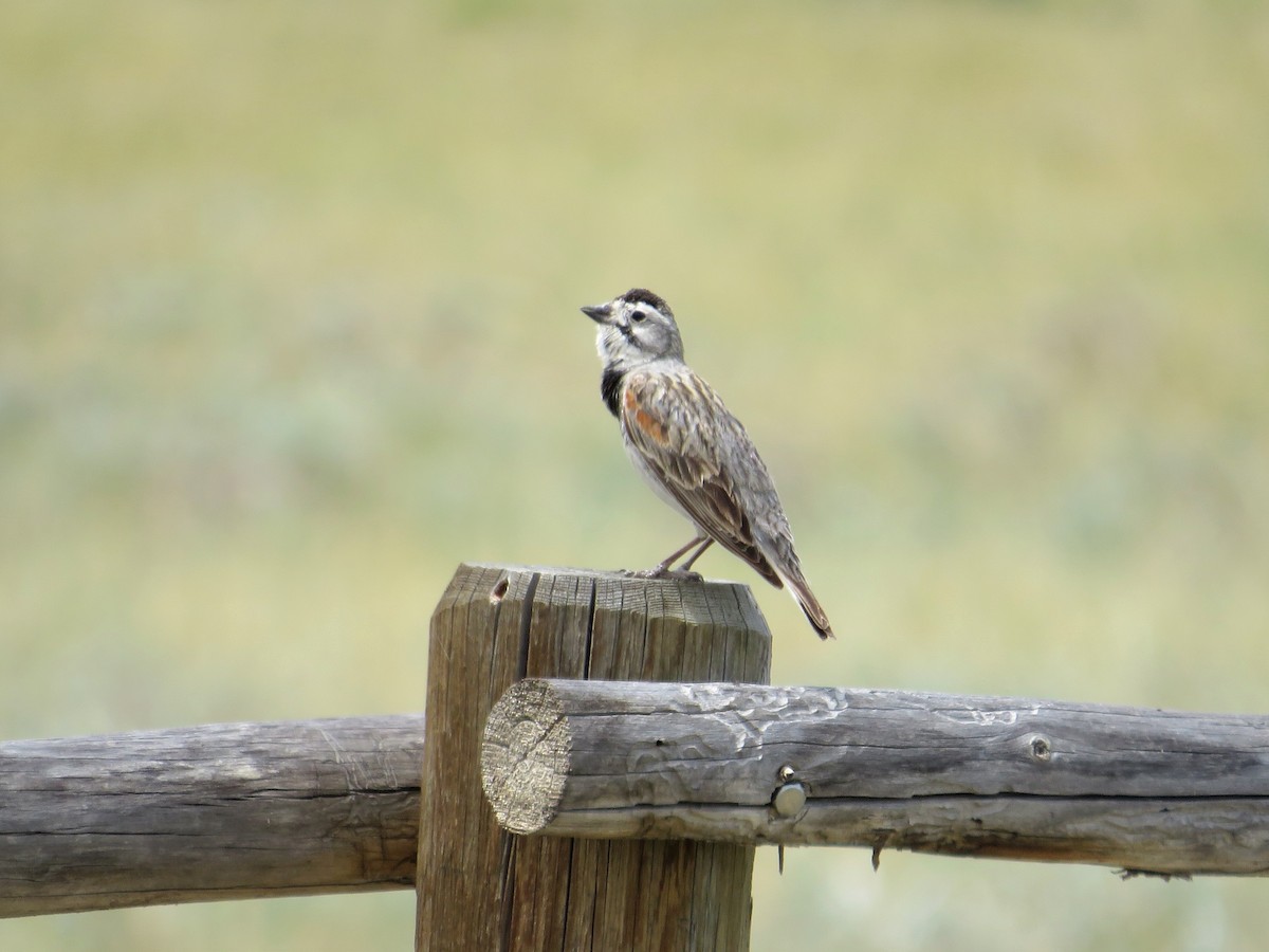Thick-billed Longspur - ML348751511