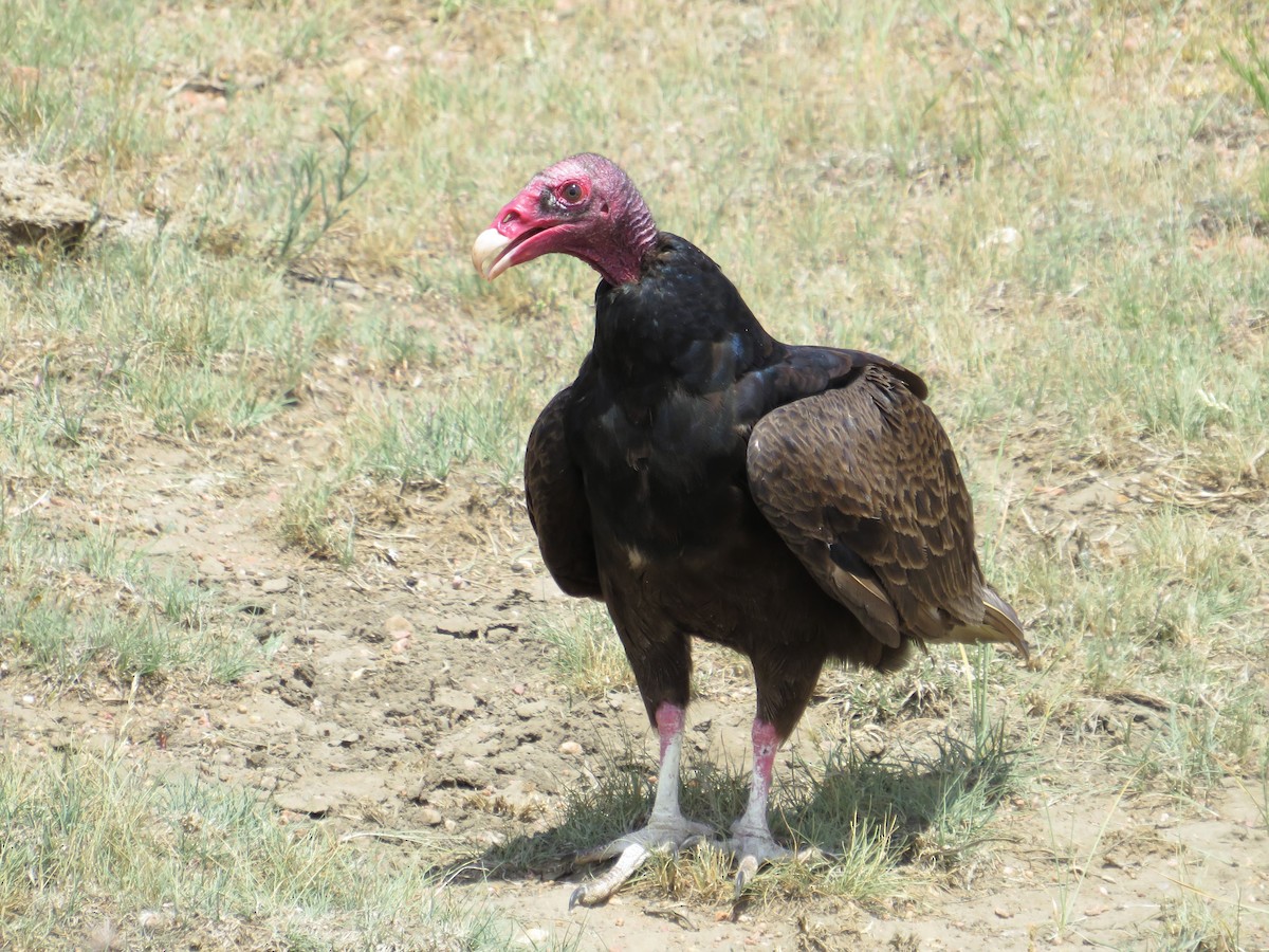 Turkey Vulture - ML348751671